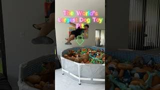 I built my dogs THE WORLD’S largest dog toy pit! #goldenretriever #toys #goldendoodle
