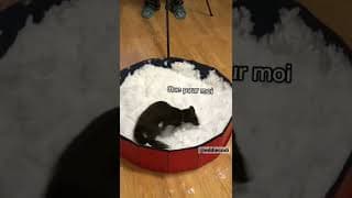 AN KOKÉ MANMANW !!!!!🐴 #Shorts #EddieDoublage