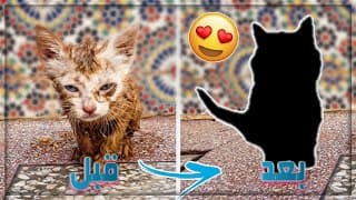 عملية إنقاذ قطة من الموت و رعايتها لمدة ثلاث أشهر!!!(شاهد كيف أصبحت)