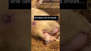 #shorts | Sheepishly Me SHORTS | MAMA'S HAVING TWINS!😍