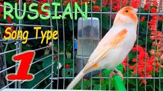 Singing Canary For Training, Canaries Song, canary Training, canaries, canary sings Birds