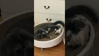 So you want a cat? Are you sure??