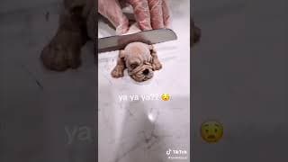 MY PUPPY REACTS TO SCARY VIDEOS... 😂 #SHORTS