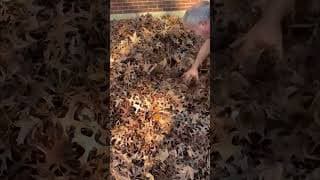 Baby Disappears into Leaf Pile