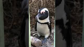 野生のペンギンに突かれた【ひろゆき】