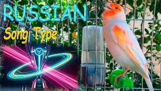 Пение канарейка овсяночного напева для обучения | Best canary singing for training