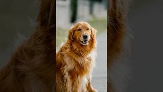 Slobbers of Love 😂 #goldenretriever #dogphotography #sonya7cii