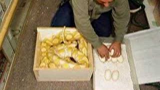 First Prehistoric Pets Lavender Reticulated Python Clutch