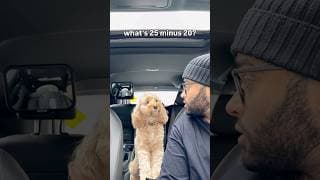 Mini Cockapoo Thinks Before She Counts 😳