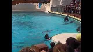 ► Spectacle de dauphins au Parc Astérix