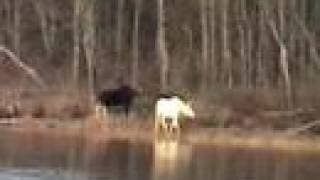 white moose