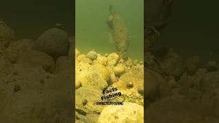 Little Bait = Big Bass #shorts