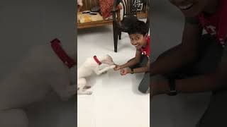 RAJAPALAYAM PUPPY'S BRILLIANCE ❤️ 🤩 | VelBros Tamil #shorts