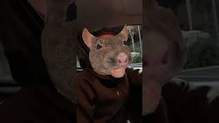 Le Rat et la voiture #Shorts