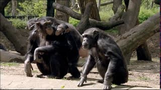 Animals Like Us : Animal Emotions - Wildlife Documentary