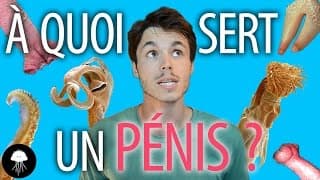 À quoi sert un pénis ? - DBY #12