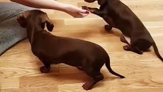 Смешные таксы