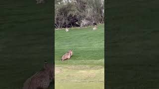 Bobcat Divides & Conquers #natureismetal #keepnaturemetal #bobcat