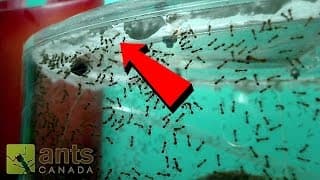 My Fire Ants Are Planning an Escape