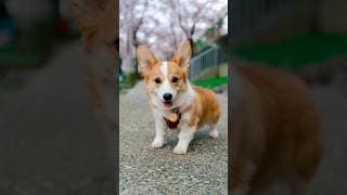 Met a Corgi Puppy Named Bagel 🥯 #corgi #corgicrew #streetportraits