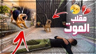 مقلب الموت في كلبتي!!!شاهد ردة فعلها😢😢