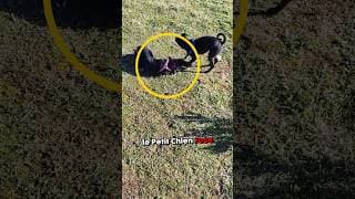 Regarde ce qu’a fait ce chien ! 😯