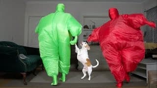 Dog Gets Surprise Dance Party w/Chub Suit Men (Nic Cage): Funny Dog Maymo