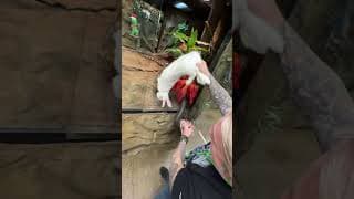 Feeding Two Anacondas At Once