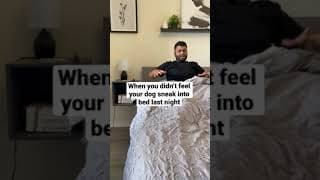 Dog Fly’s Through The Air