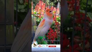 Mosaic Russian Canary singing For Training #shorts  #animals #birds
