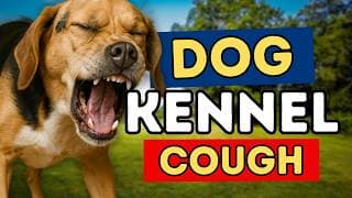 Kennel Cough In Dogs