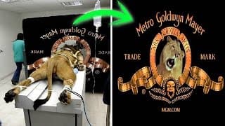 5 True Stories Behind Hollywood Studio Logos