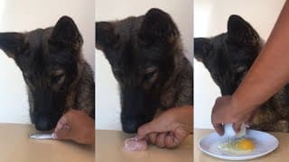 German Shepherd Taste Test (Part 1)