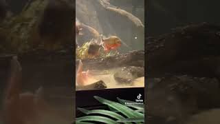 30 PIRANHA VS!!! (Salmon skin)