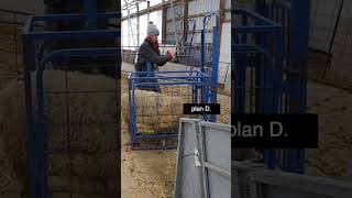 #shorts | Sheepishly Me SHORTS | Large Marge is ALWAYS in Charge.😳