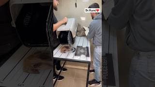 How to deal with angry cat and ferocious cat 🐱 part 33