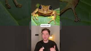 COMMENT LES ANIMAUX BÂILLENT !