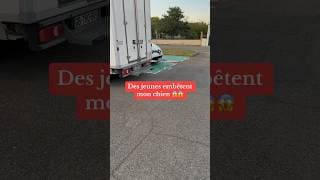 Je vais renommer Nino « la vachette » comme dans interville 😂😂 #nino #malinois #dog #chien