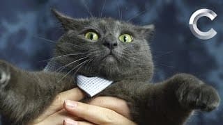 Celebrity Quotes About Cats | Cut