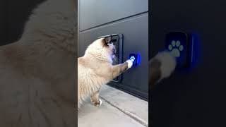 Best Cat Flap Ever #cat #shorts