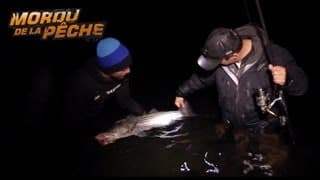 Gros bars rayés de nuit à l'anguille - Mordu de la Pêche avec Cyril Chauquet