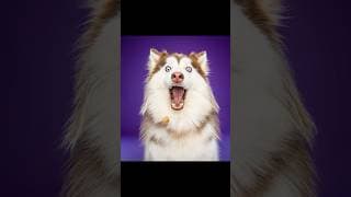 Smile 😍🐶 part 9