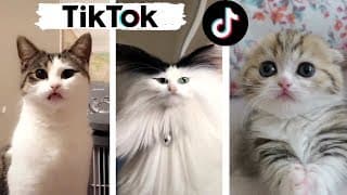 Cats of TIKTOK Compilation ~ Cats being... CATS! 🐈