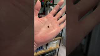 gigantic insects ! #animals #bug #insect #rock_n_insectes