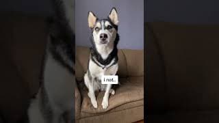 TELLING MY HUSKY SHE’S ADOPTED!