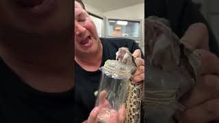 Deadly Snake Venom Milking! #shorts