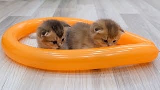 Les chatons nouveau nés jouent avec de longs ballons si mignons