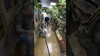 Snake Catches Rabbit! #Shorts #Reptiles