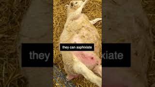 #shorts | Sheepishly Me SHORTS | MAMA FLIPPED OUT!!!😱