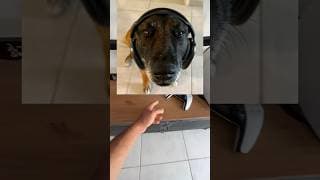 Ils sont de plus en plus malin 😨😱 #malinois #nino #dog #chien #apple #casque ￼